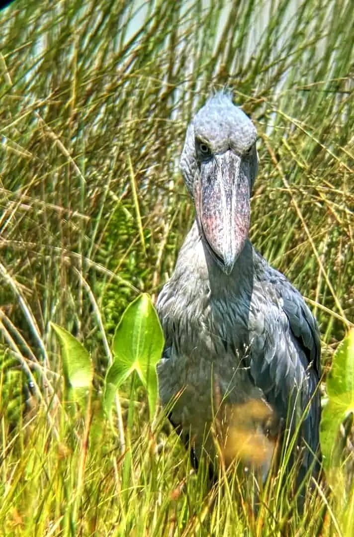 Shoebill stork in Uganda wetlands